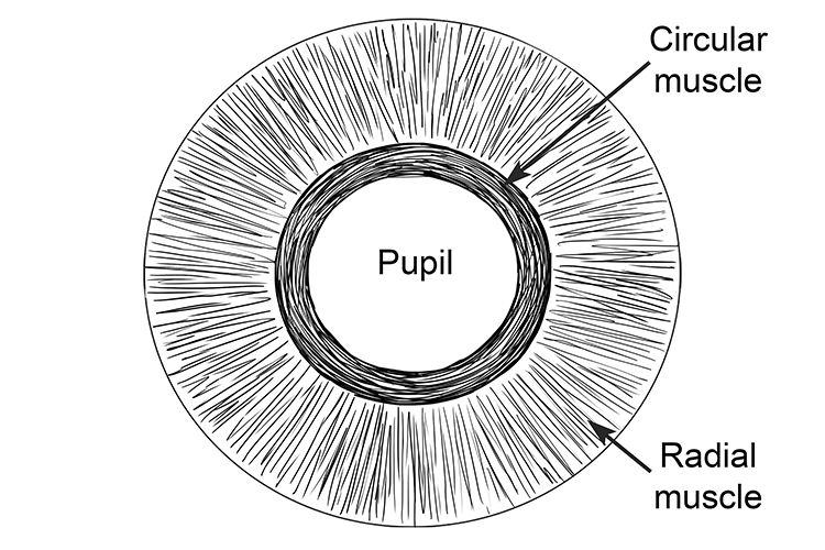 The image shows there are 2 antagonistic muscles in the iris, the radial, close to the pupil and the radial a more broader muscle that is the coloured part of the iris